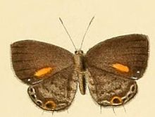 Anthene lychnides.JPG