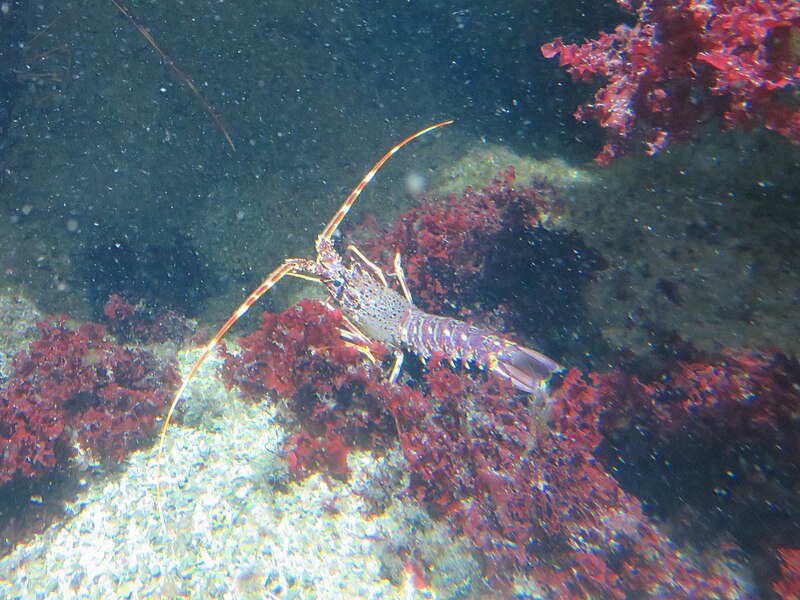 File:Aquarium La Rochelle 028.jpg