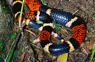 Aquatic coral snake Species of snake