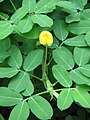 Arachis pintoi