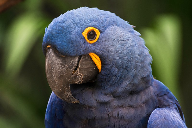 File:Arara Azul no Pantanal.jpg