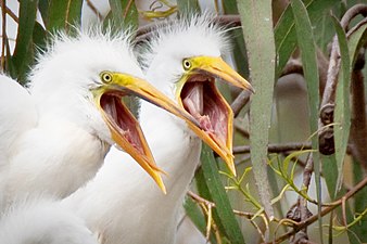 Ardea alba chicks, Morro Bay Heron Rookery - by Mike Baird.jpg