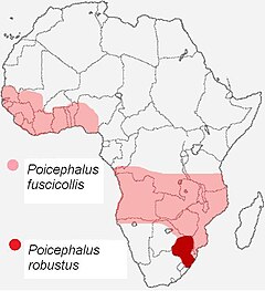 Poicephalus Fuscicollis: División de Poicephalus robustus, Distribución, Subespecies