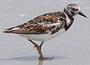 aves De Argentina