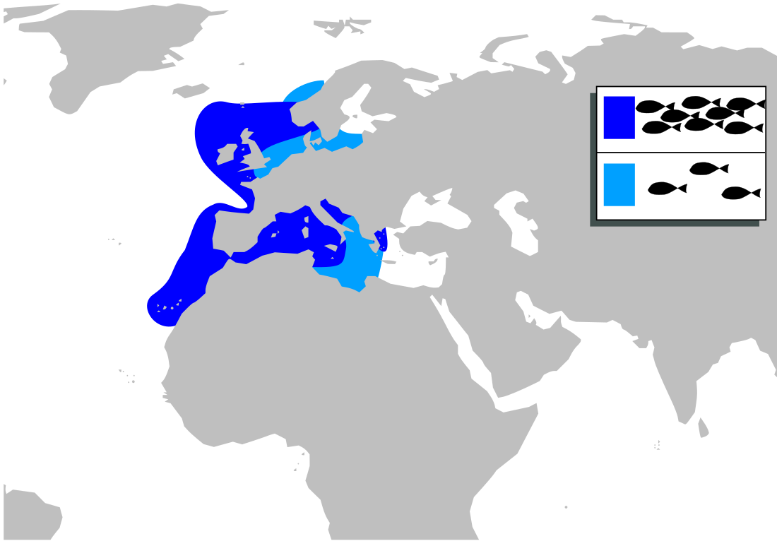 Argentina sphyraena