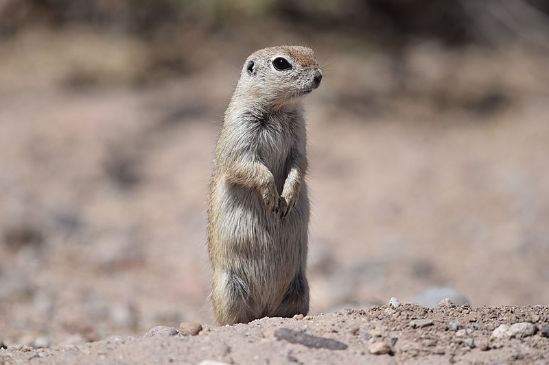 File:Arizona 'Meerkat' - Round-tailed Ground Squirrel (33791122871).jpg