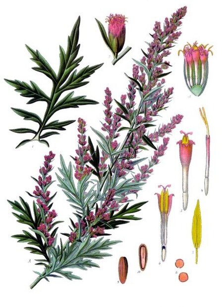 Fail:Artemisia vulgaris - Köhler–s Medizinal-Pflanzen-016.jpg
