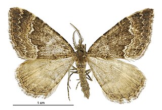 <i>Asaphodes ida</i> species of moth endemic to New Zealand