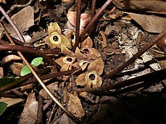 萼裂片は卵状三角形で、長さは萼筒とほぼ同長かやや短く、平開するかやや後方に反り返る。