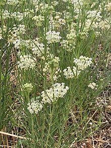 Horsetail milkweed Asclepias subverticillata AZ.jpg