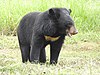 Asian Black Bear Ursus thibetanus by Dr. Raju Kasambe 05.jpg