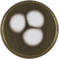 Aspergillus multiplicatus growing on MEAOX plate