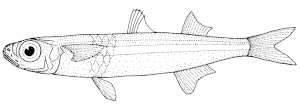 Llista De Peixos De La Mar Roja