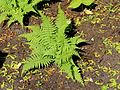 Athyrium filix-femina 'Minutissimum' (ru:) (en:) (de:) (lv:)