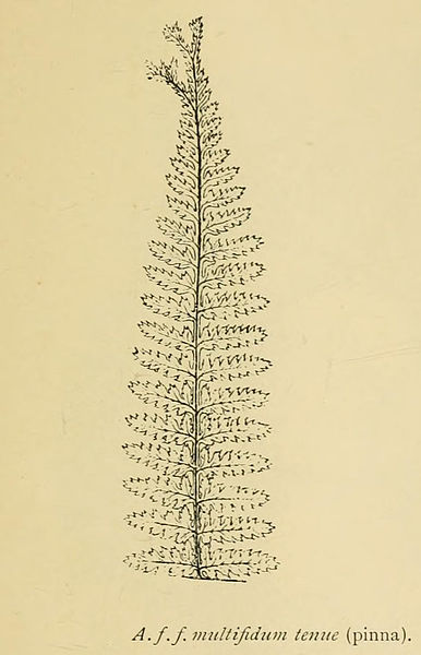 File:Athyrium filix-femina 'Multifidum Tenue'.jpg