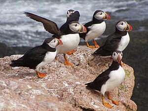 Atlantic puffins (6203886084).jpg