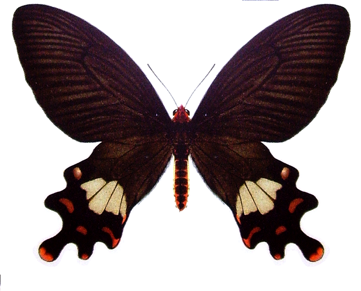 File:Atrophaneura latreilli f.png