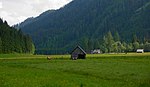 Floodplain moss