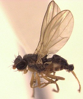 Australimyza australensis, самец