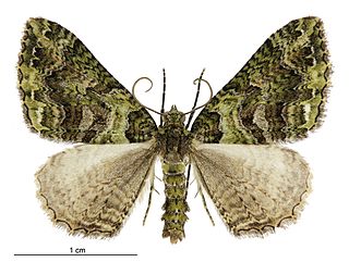<i>Austrocidaria similata</i> Species of moth