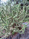 Thumbnail for Austrocylindropuntia