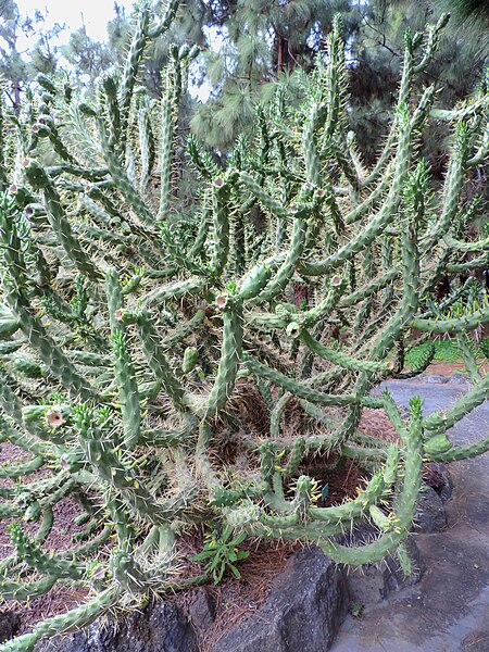 File:Austrocylindropuntia subulata kz1.JPG