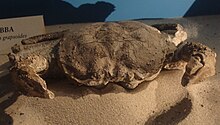 Fossil of the Late Cretaceous crab Avitelmessus Avitelmessus grapsoides.JPG