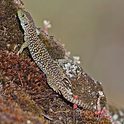 Lagarto ocelado