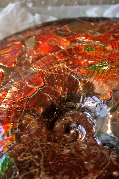 File:BLW Ammolite ammonite.jpg