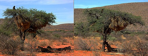 Trapped up tree by Kalahari lions (Panthera leo) Tswalu Kalahari Reserve, South Africa