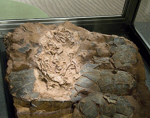 Hatchling specimen known as "baby Louie"