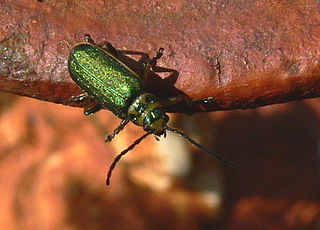 <i>Trirhabda flavolimbata</i> Species of beetle