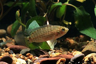 <i>Badis siamensis</i> Species of freshwater fish