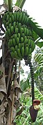 Bananas (frutos de Musaceae) madurando en Musa.