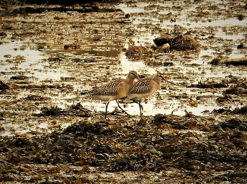 File:Bar-tailed Godwit. Limosa lapponica. (39648497283).jpg