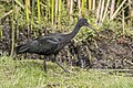 * Nomination Bare-faced ibis (Phimosus infuscatus berlepschi) --Charlesjsharp 09:02, 9 September 2023 (UTC) * Promotion  Support Good quality. --Liridon 10:11, 9 September 2023 (UTC)