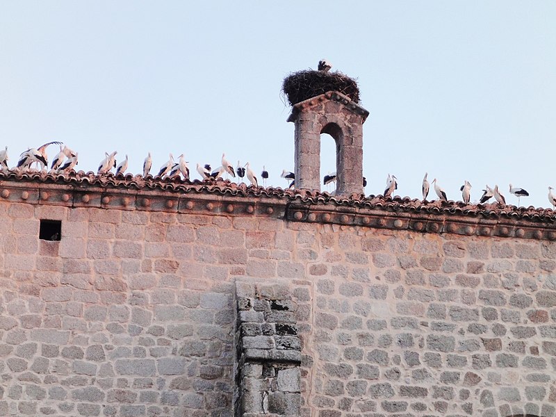 File:Basílica de la Asunción - Cigüeñas en tejado (Colmenar Viejo-Madrid).jpg