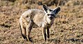 Bat-Eared Fox, Seronera Valley, Serengeti, Tanzania (33947794552).jpg