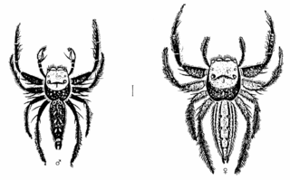 <i>Bavia</i> Genus of spiders