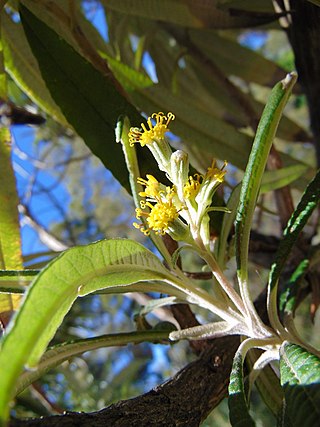 <i>Bedfordia salicina</i> Species of flowering plant