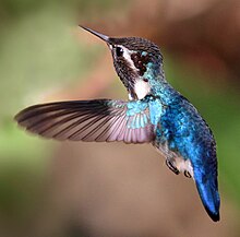 Bienenkolibri (Mellisuga helenae) erwachsenes Männchen im Flug-cropped.jpg