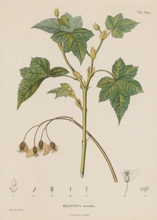 <i>Begonia acerifolia</i> Species of flowering plant