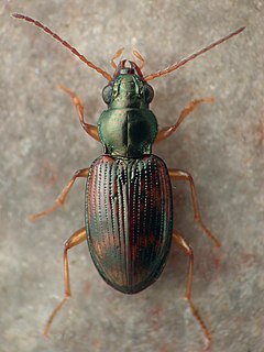 <i>Bembidion oberthueri</i> Species of beetle