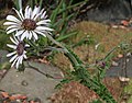 Berkheya purpurea 04.jpg