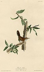 Thumbnail for File:Bewick's Wren (Audubon).jpg