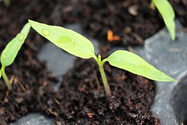 Bhut jolokia leaf about 10 days old plant