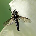 Bibionomorpha/ Bibionidae (Bibio lanigerus)