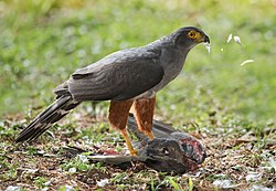 Bicoloured Hawk (Accipiter bicolor) with prey.jpg