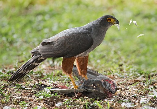 Bicoloured Hawk (Accipiter bicolor) with prey