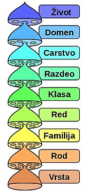 српски (ћирилица)